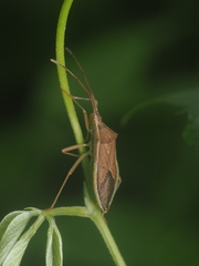 Homoeocerus