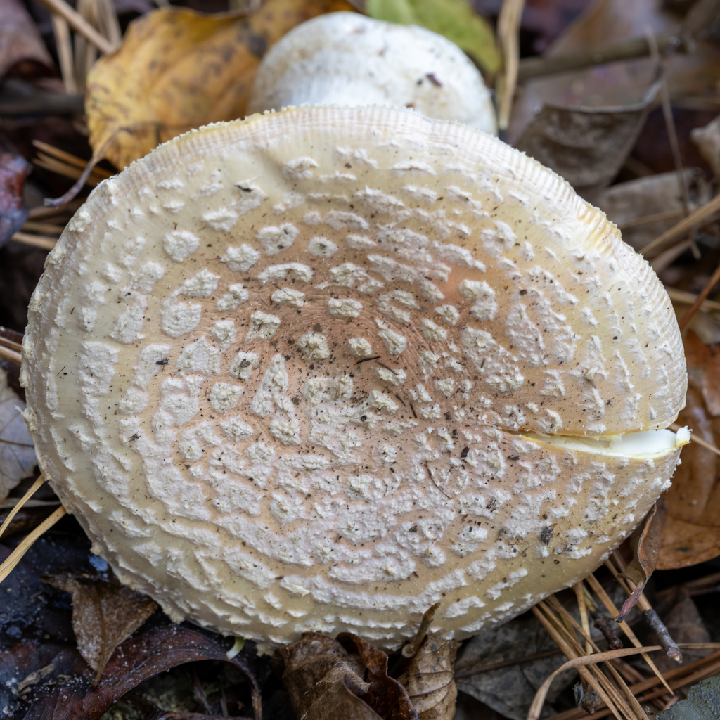 Amanita persicina · November 2025 · photo: © kodiakgarden (iNaturalist, cc0)