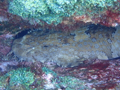 Orectolobus halei