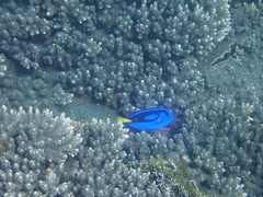 Paracanthurus hepatus