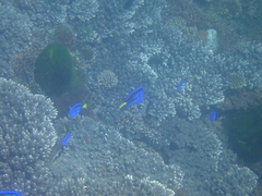 Paracanthurus hepatus