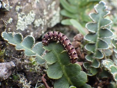 Callopistria latreillei