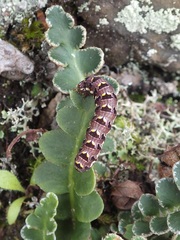 Callopistria latreillei