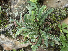 Callopistria latreillei