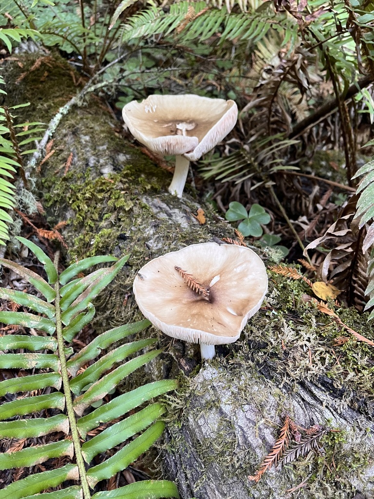 Pluteus cervinus · October 2025 · photo: © nelsonb (iNaturalist, cc-by)