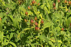 Hypericum ascyron gebleri