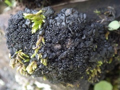 Lathagrium auriforme