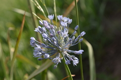 Allium caesium