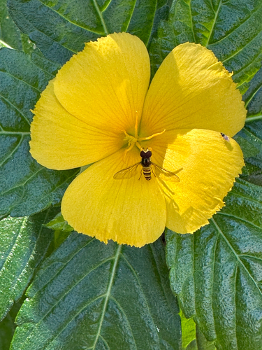 Unknown species found near W San Juan St, Tampa, FL, US
