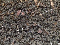 Lathagrium cristatum