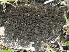 Lathagrium cristatum