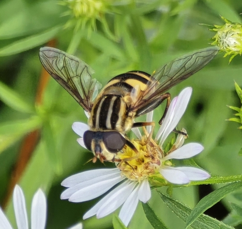 Unknown species found near Savannah, TN 38372, USA
