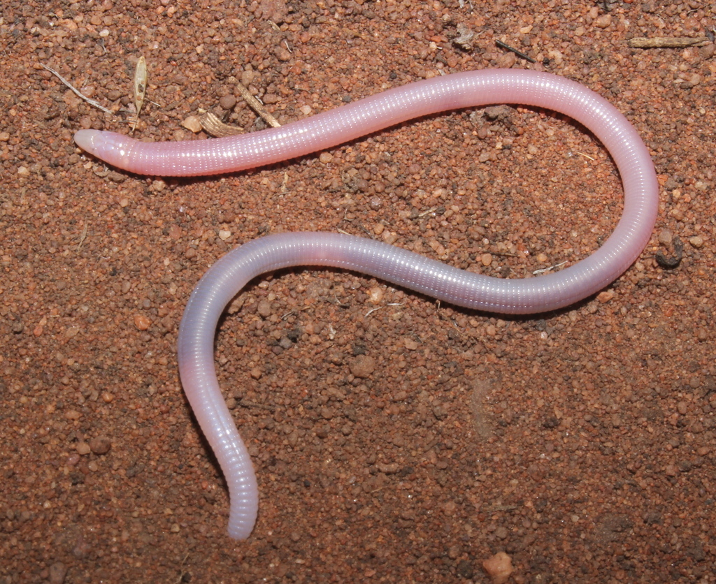 Lang's Worm Lizard