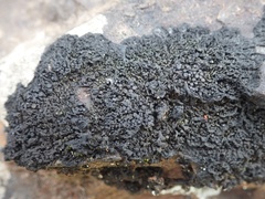 Collema subnigrescens