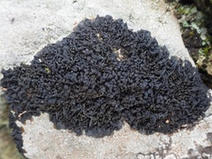 Collema subnigrescens