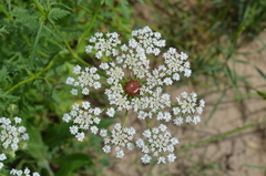 Eremodaucus lehmannii