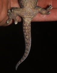 Homopholis walbergii