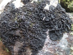 Collema subnigrescens