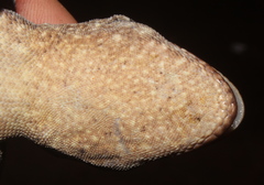 Homopholis walbergii