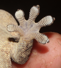 Homopholis walbergii