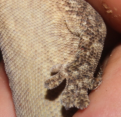 Homopholis walbergii