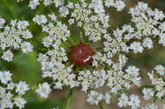 Eremodaucus lehmannii