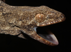 Homopholis walbergii