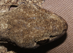 Homopholis walbergii