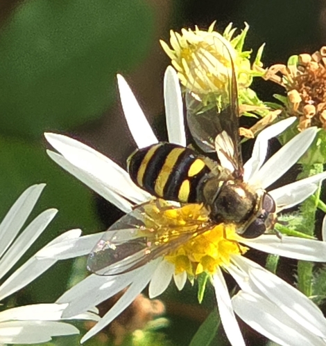 Unknown species found near Savannah, TN 38372, USA