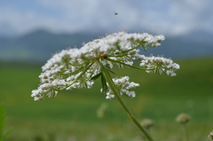 Eremodaucus lehmannii