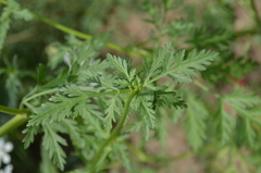 Eremodaucus lehmannii