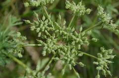 Eremodaucus lehmannii