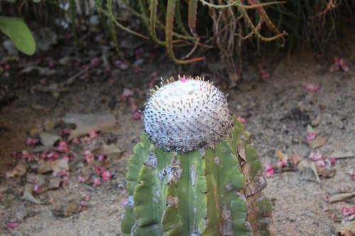 Melocactus schatzlii