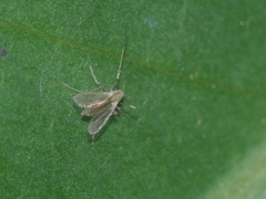 Diptera