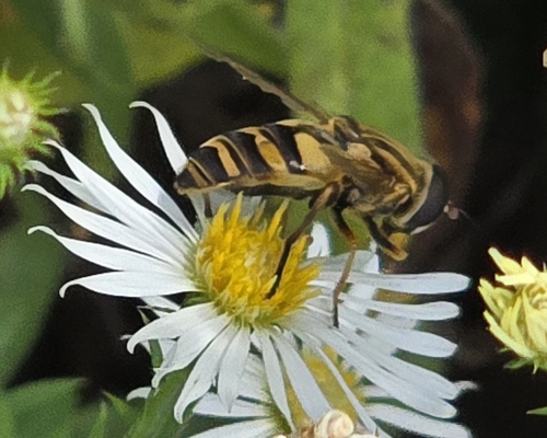 Unknown species found near Savannah, TN 38372, USA