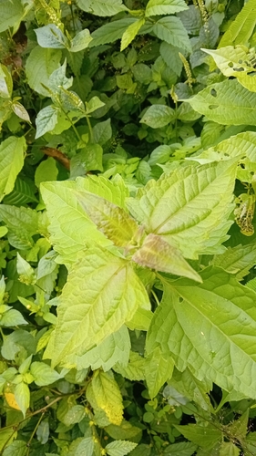 Siam weed