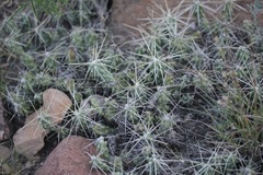 Grusonia