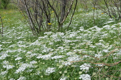 Eremodaucus lehmannii