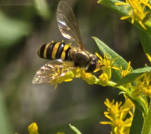 Unknown species found near Savannah, TN 38372, USA