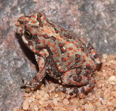 Poyntonophrynus fenoulheti