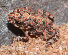 Poyntonophrynus fenoulheti