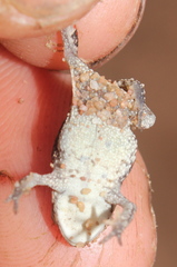 Poyntonophrynus fenoulheti