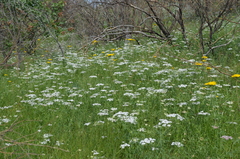 Eremodaucus lehmannii