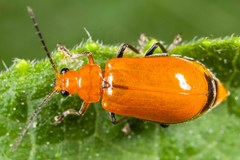 Aulacophora abdominalis