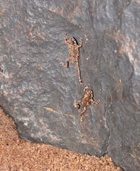 Poyntonophrynus fenoulheti