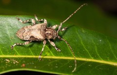 Lagocheirus obsoletus