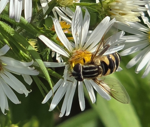 Unknown species found near Savannah, TN 38372, USA