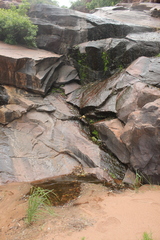 Poyntonophrynus fenoulheti