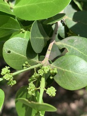 Pleurostylia
