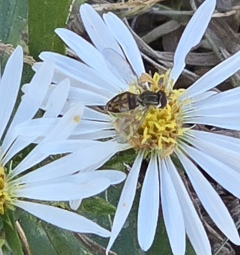 Unknown species found near Savannah, TN 38372, USA
